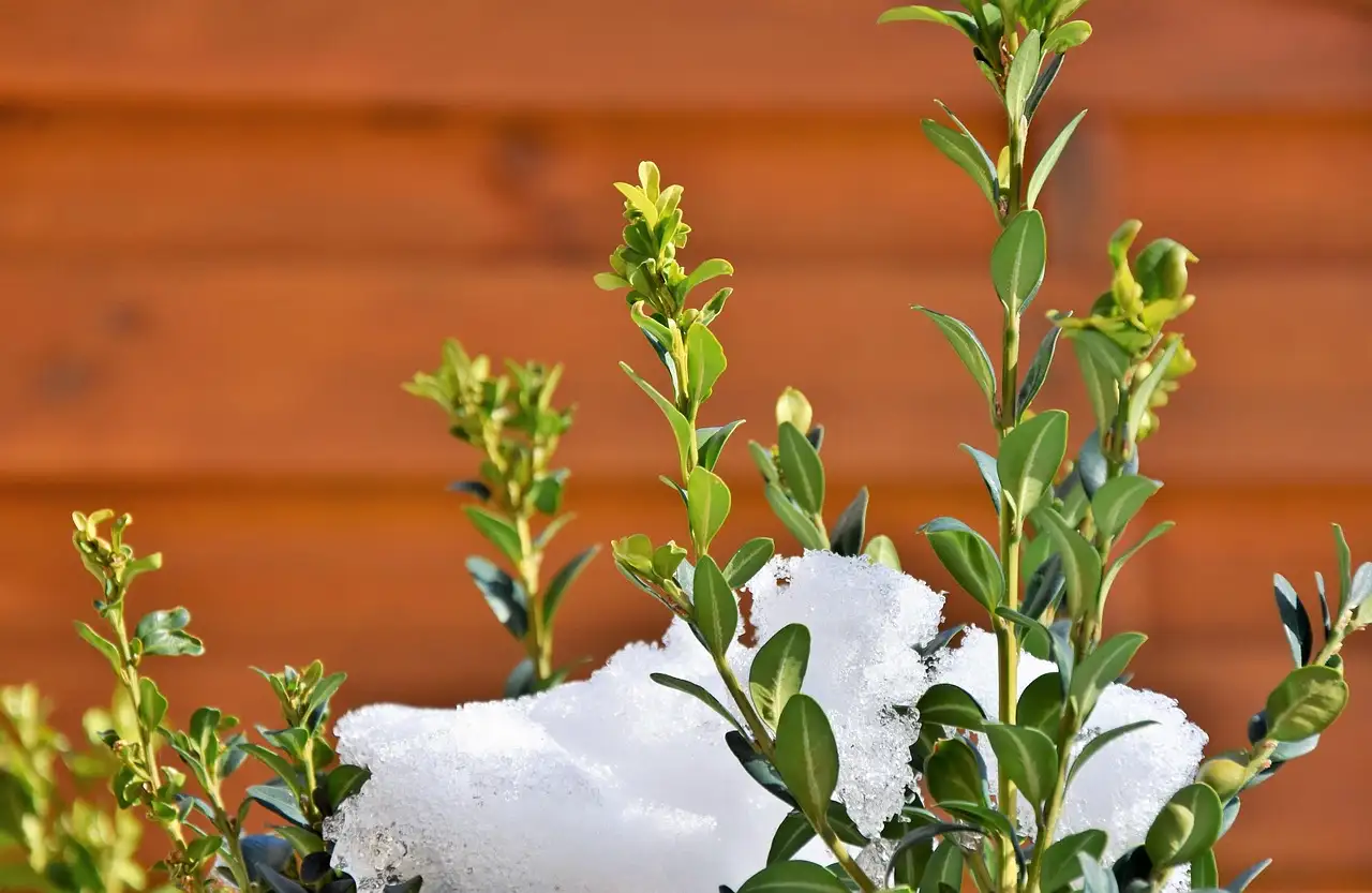 De meest winterharde buxusvariëteiten voor jouw tuin