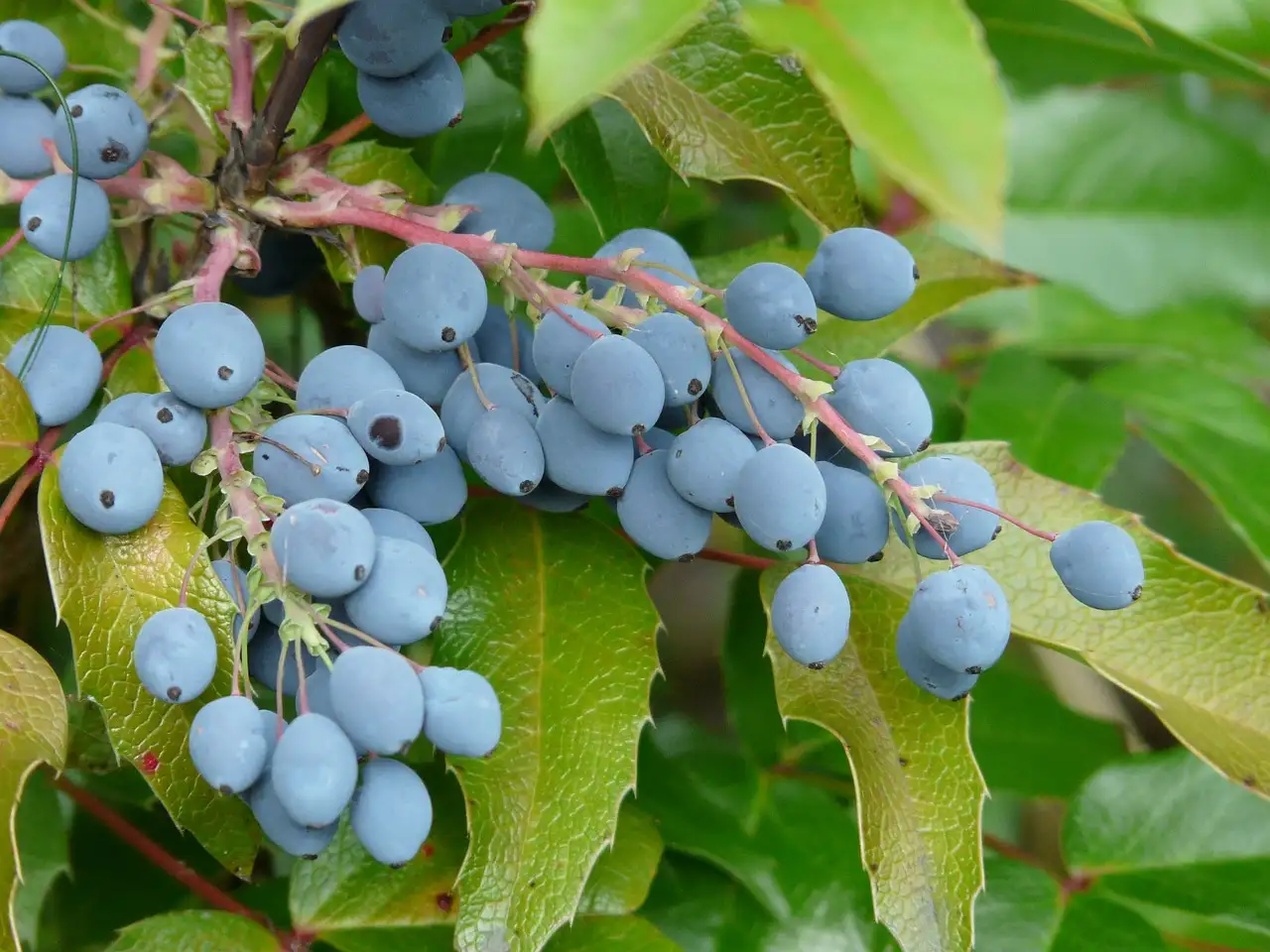 De meest winterharde Mahonia: welke moet je kiezen?