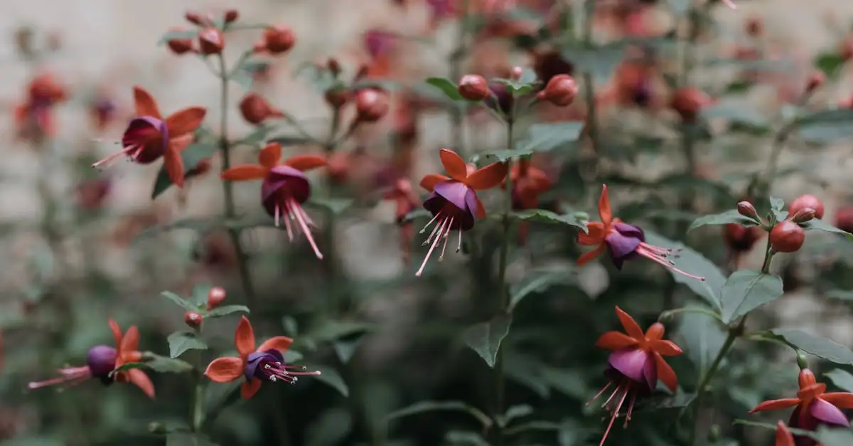 De Oorsprong van de Fuchsia Fuchsia Magellanica Uitgelegd (2026)