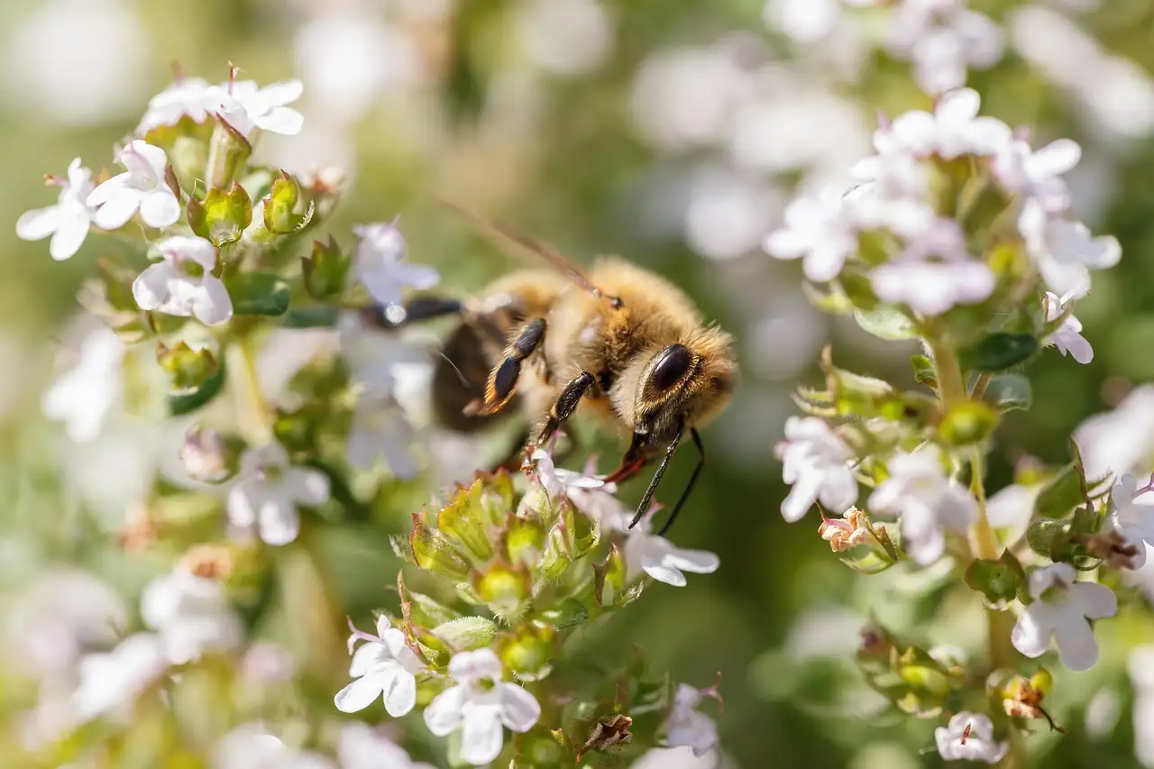 Diep snoeien van Thymus (tijm) voor compacte groei