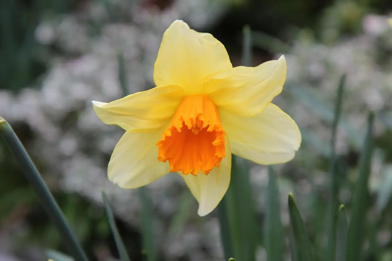 Diepte narcis bollen planten voor natuurlijke verwildering