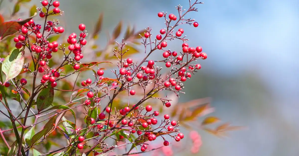Draagt Nandina (hemelse bamboe) ook bessen in de tuin?