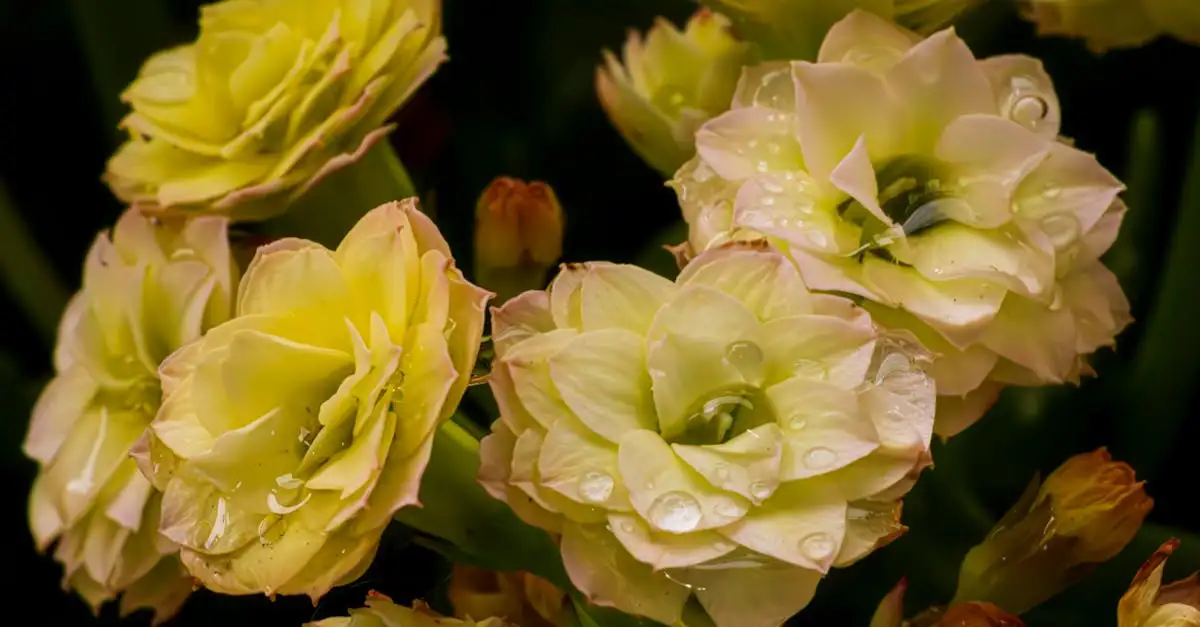 Dubbele bloemen van de harlekijnbloem (Sparaxis tricolor) beschikbaar?