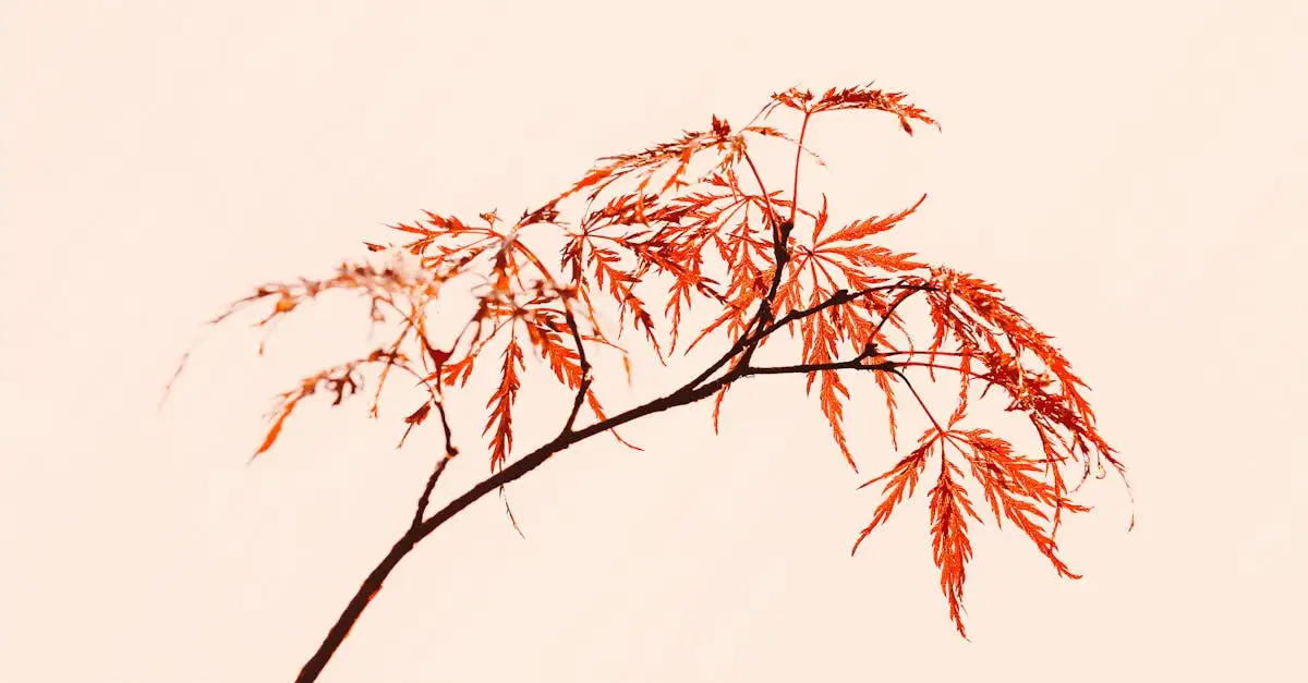 Dwergvariëteiten van Acer palmatum voor kleine tuinen