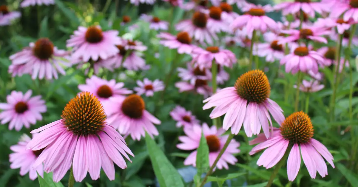 Echinacea ondersteunen bij hoge groei: tips en inzichten