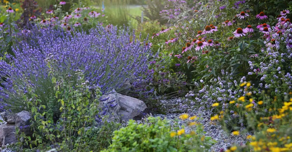 Echinacea planten in een rotstuin: tips en adviezen