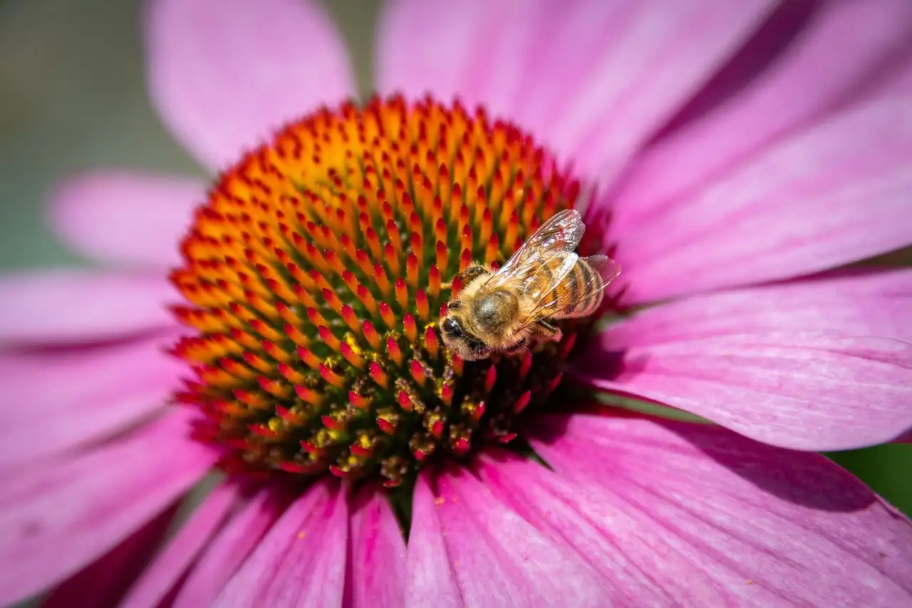 Echinacea purpurea water geven in droge periodes: tips