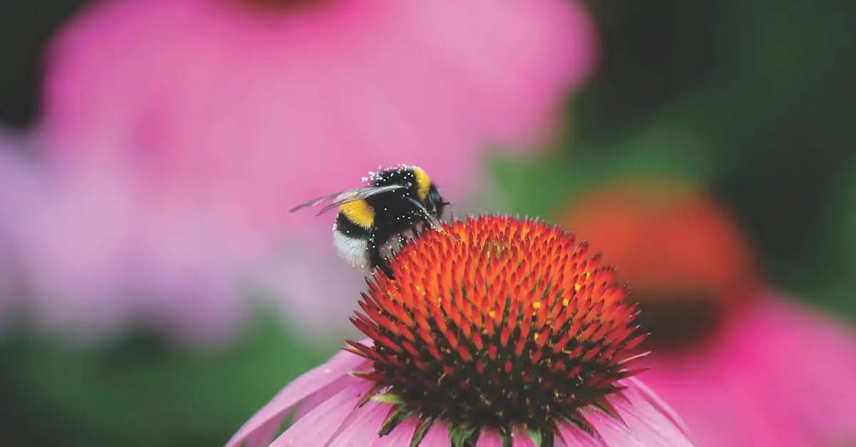 Echinacea (zonnehoed) en de betekenis in de bloementaal