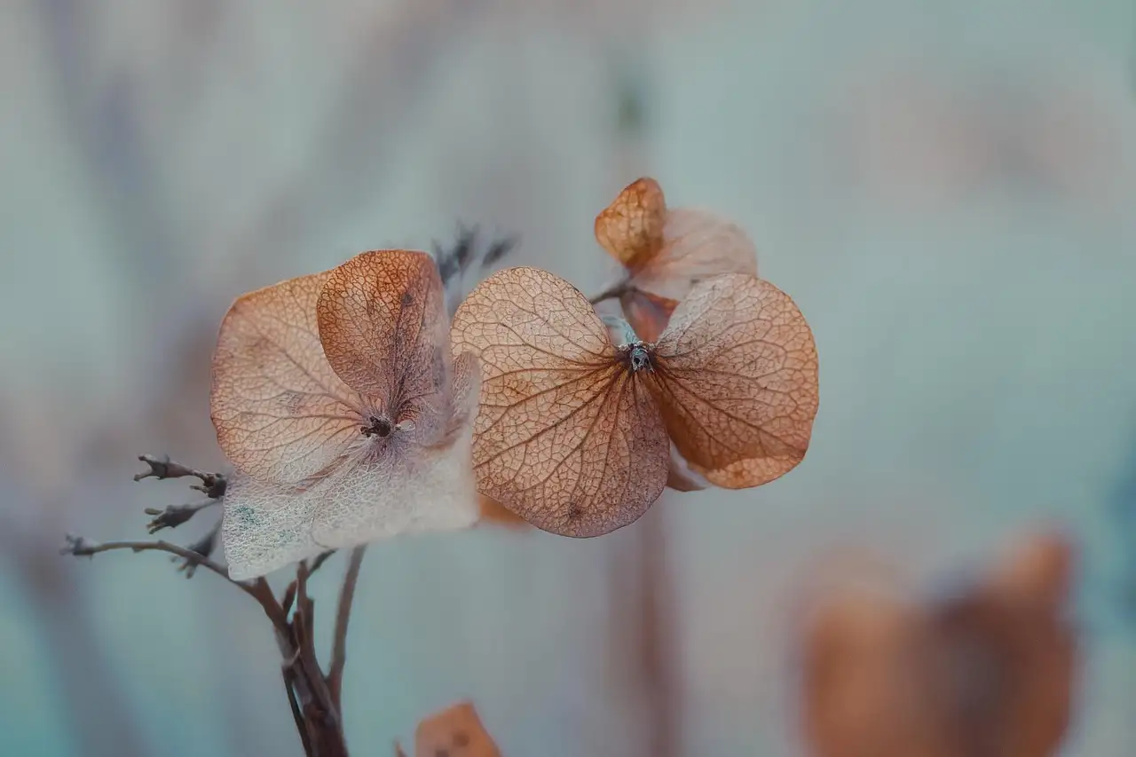 Ecologische Waarde van Hortensias Ons Groen Erfgoed (2026)