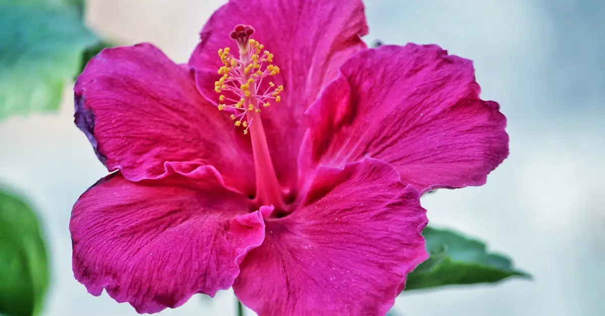 Een Geschikte Meststof voor de Hibiscus Groei Uitleg (2026)