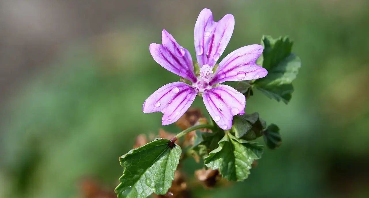 Eetbare Delen van Kaasjeskruid Malva Moschata Ontdekken (2026)