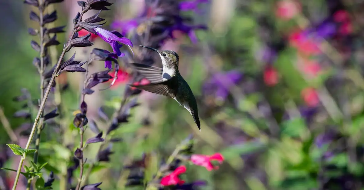 Eetbare en Sierlijke Salvia Soorten voor Jouw Tuin (2026)