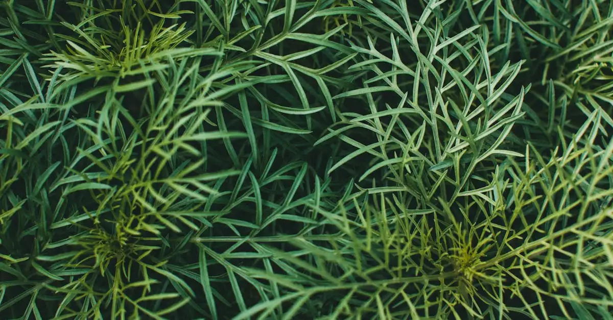Effect van dille (Anethum graveolens) tussen vaste planten