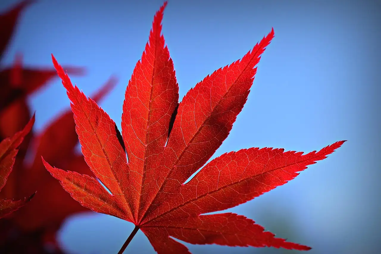 Effect van Te Veel Zon op Japanse Esdoorns Wat Te Doen (2026)