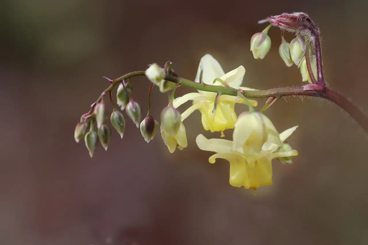 Epimedium (elfenbloem): ideale standplaats zon of schaduw?