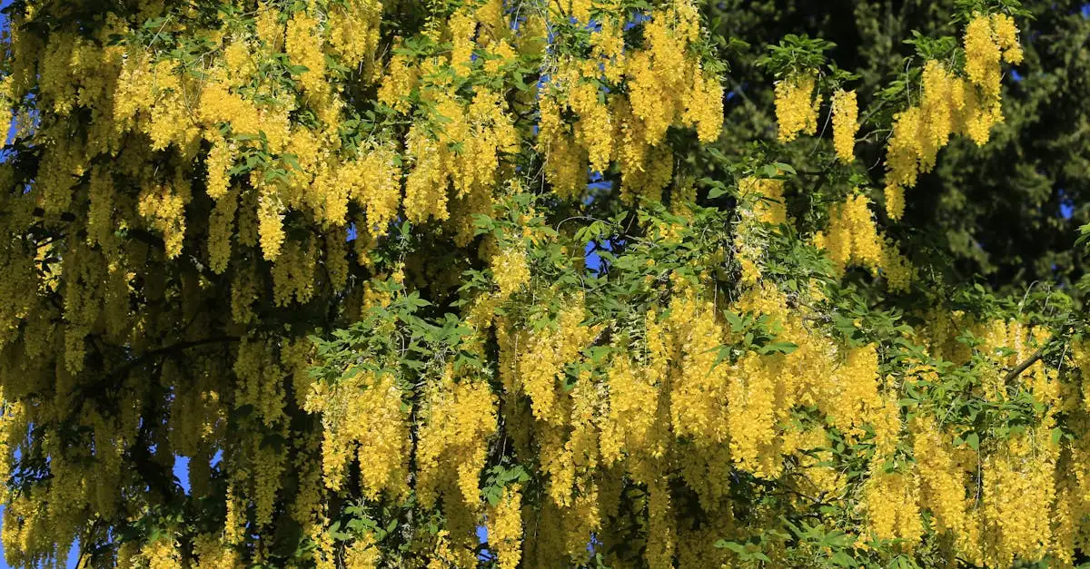 Etymologie van Laburnum Ontdek de Goudenregen Naam (2026)