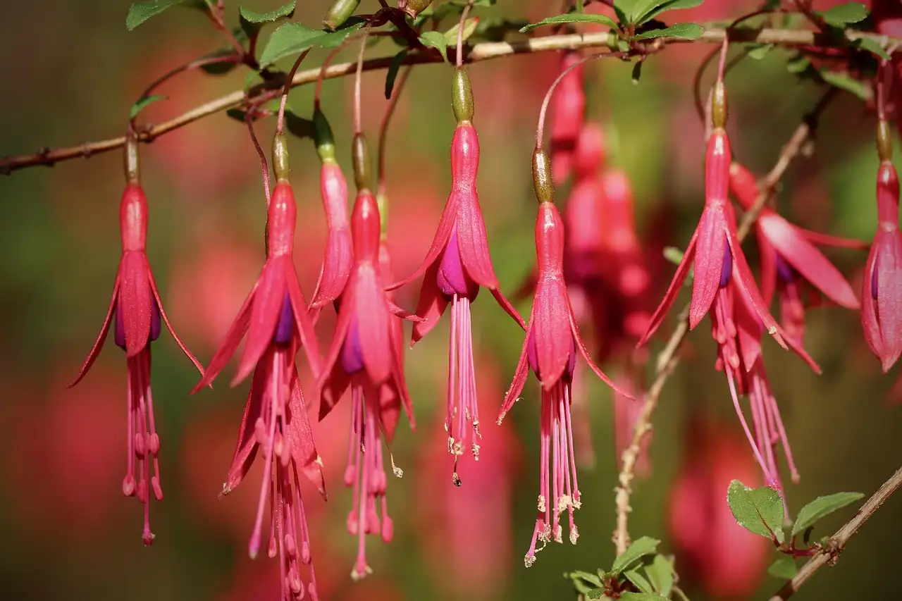 Fuchsia (Fuchsia magellanica) als haag: tips en ideeën