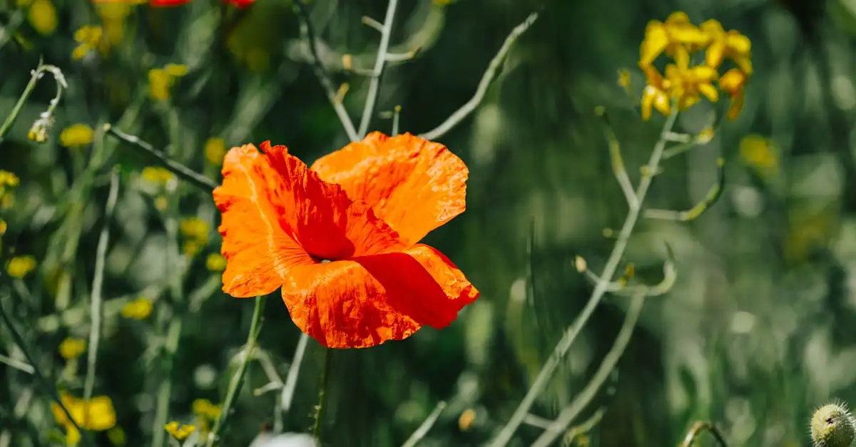 Geeft de verenpapaver structuur in een winterborder?