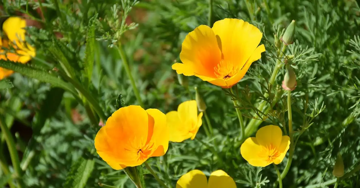 Gele papaver in potten: overwinteren buiten mogelijk?
