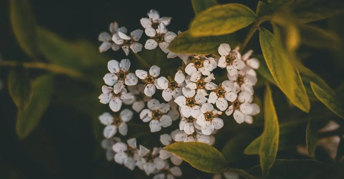 Geschiedenis van Spiraea als sierplant: een boeiend verhaal