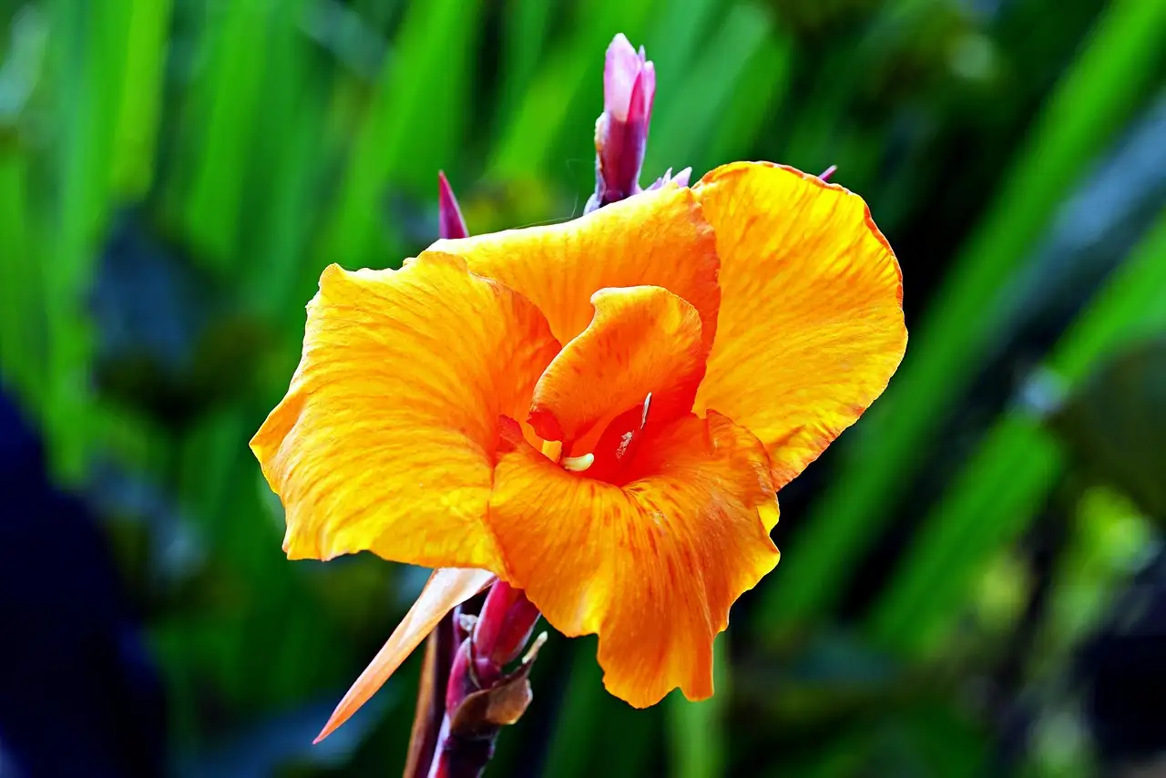 Geschikte bodem voor Canna indica in volle zon: tips en advies