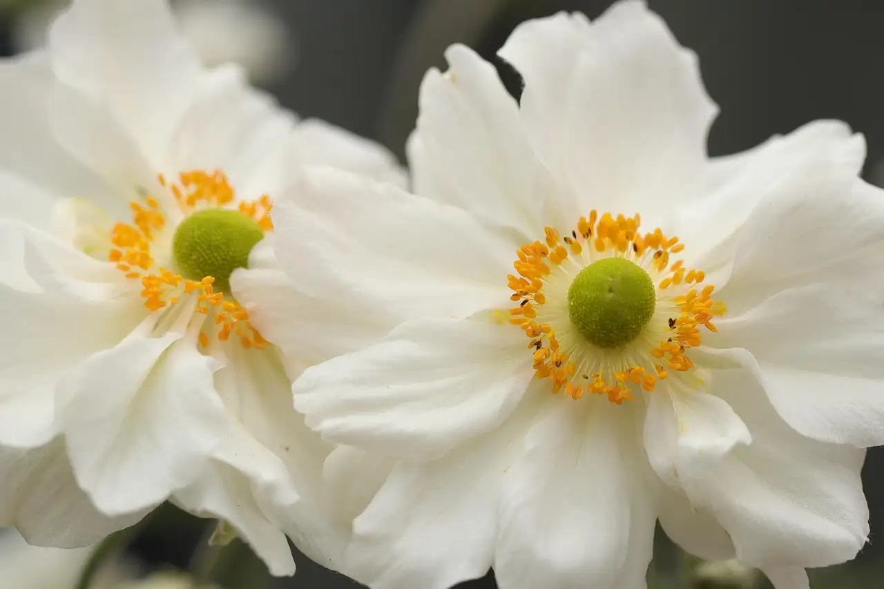 Geschikte bodemsoorten voor herfstanemoon ‘Honorine Jobert’