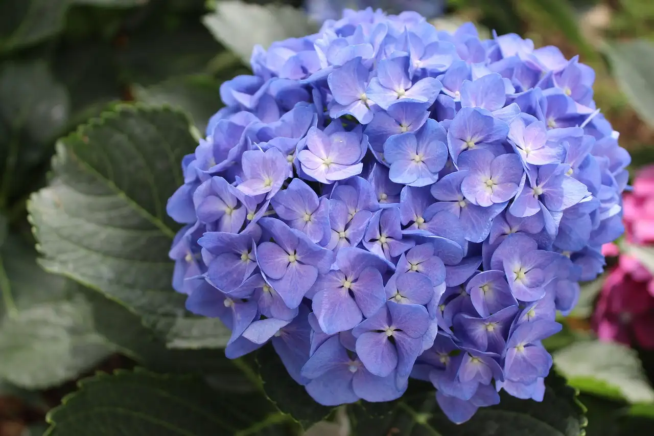 Geschikte hortensia’s voor tuinen met koude windgevoeligheid