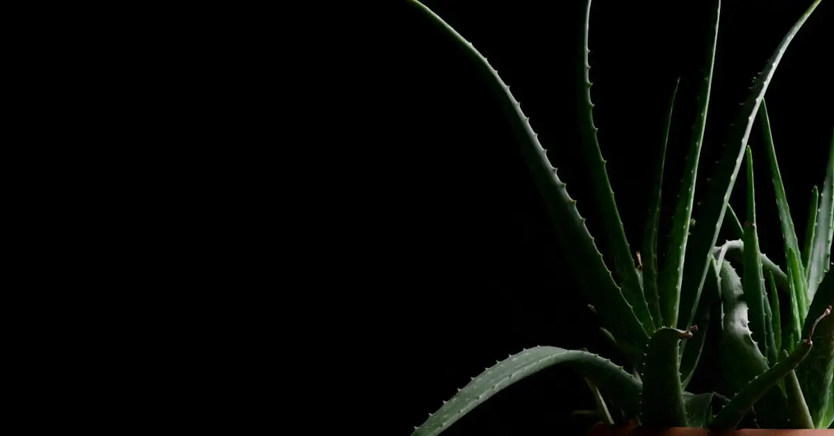 Geschikte Potgrondmix voor Aloe Vera Tips en Advies (2026)