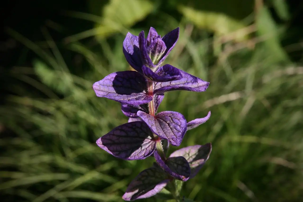 Geschikte Salvia-soorten voor kleine tuinen en potten