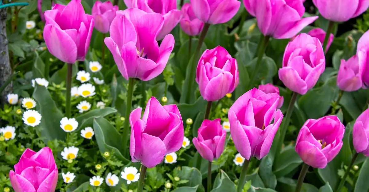 Geum en tulpen: een perfecte voorjaarscombinatie?