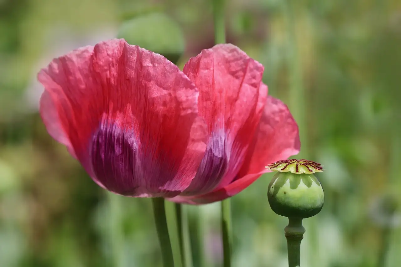Gevoelige vorstpunten bij de blauwe papaver ontdekken