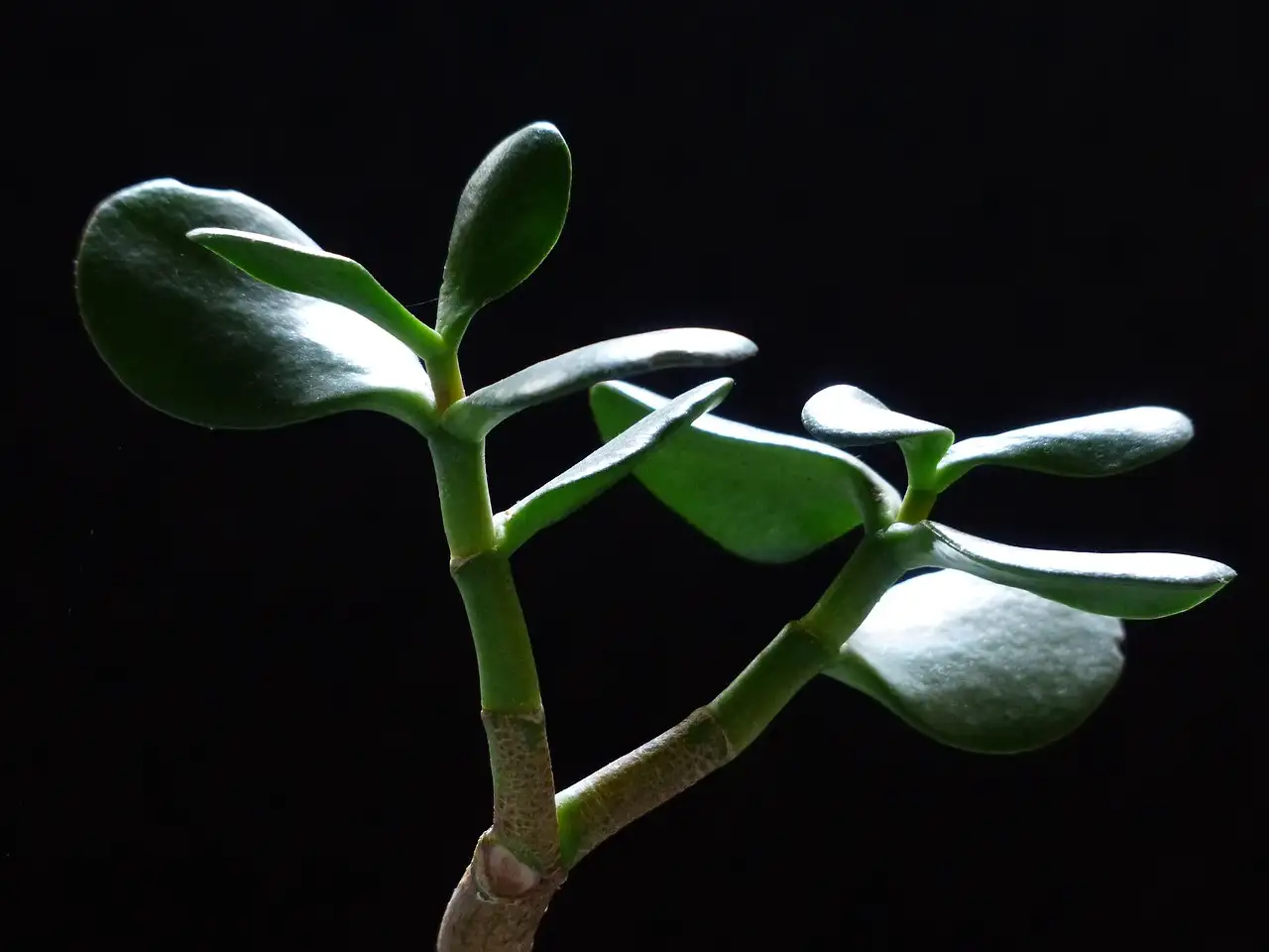 Gevoeligheid van crassula (Crassula ovata) voor natte voeten