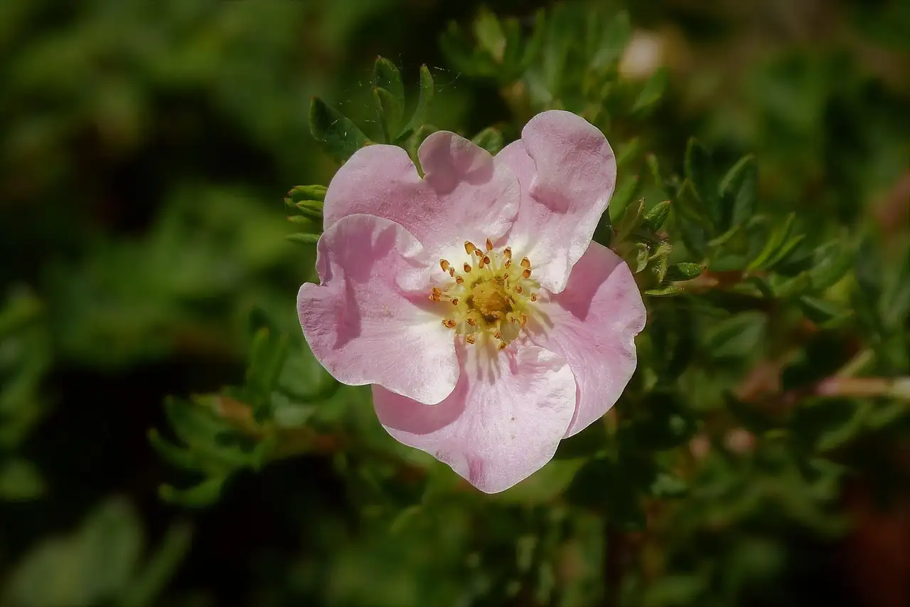 Gevoeligheid van Potentilla voor wortelrot in natte grond