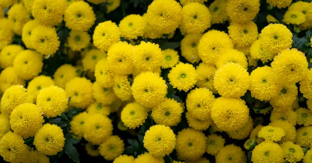 Goede borderpartners voor de prikneus (Trachelium caeruleum)