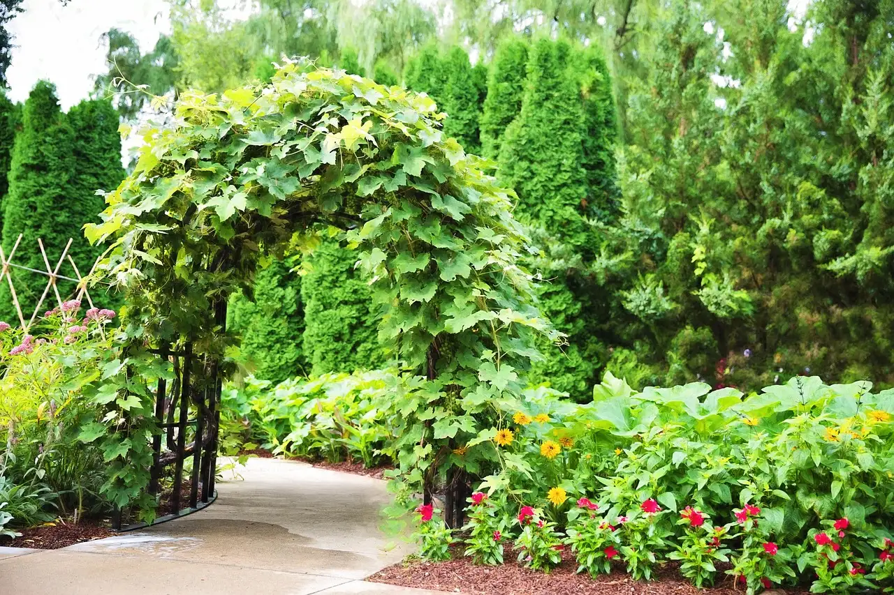 Goede buren voor bosrank Clematis ‘Jackmanii’ in je pergola