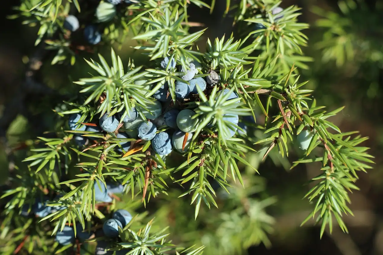 Goede contrastplanten voor blauwe Chamaecyparis en Juniperus