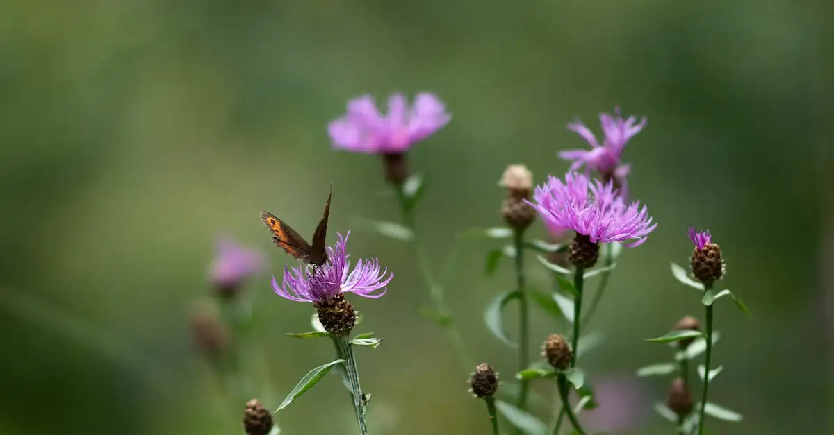 Goede kleurencombinaties met paarse Centaurea (knoopkruid)