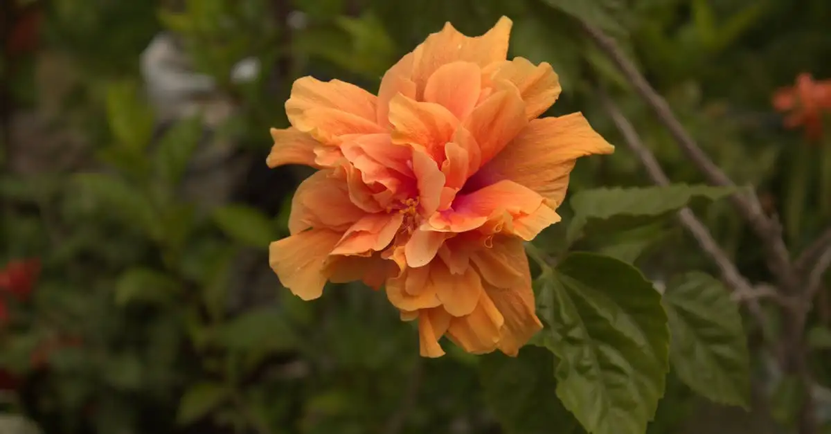Goede potcombinaties met hibiscus (Hibiscus rosa-sinensis)