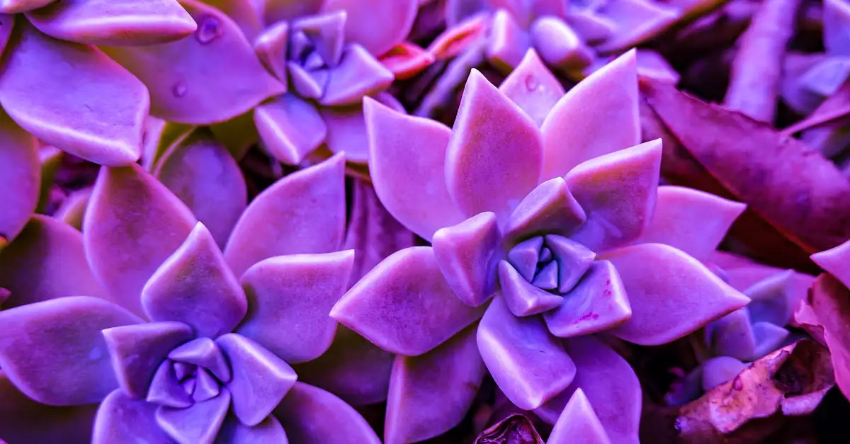 Graptopetalum in een verticale tuin: tips en voordelen