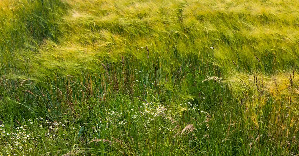 Grassen die passen bij de koekoeksbloem in een natuurlijke border