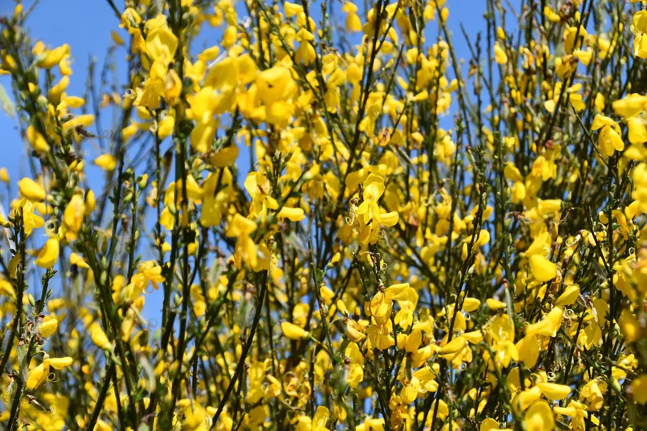 Groeit Cytisus (brem) ook goed in zure grond?