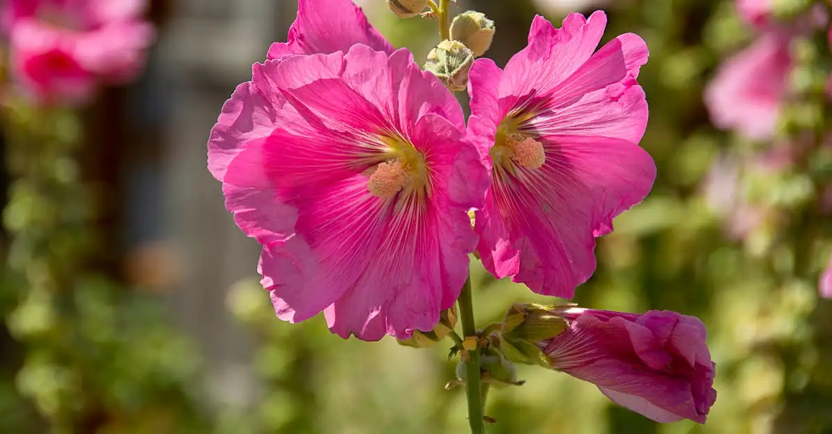 Groeit de stokroos (Alcea ficifolia) goed in grindrijke bodem?