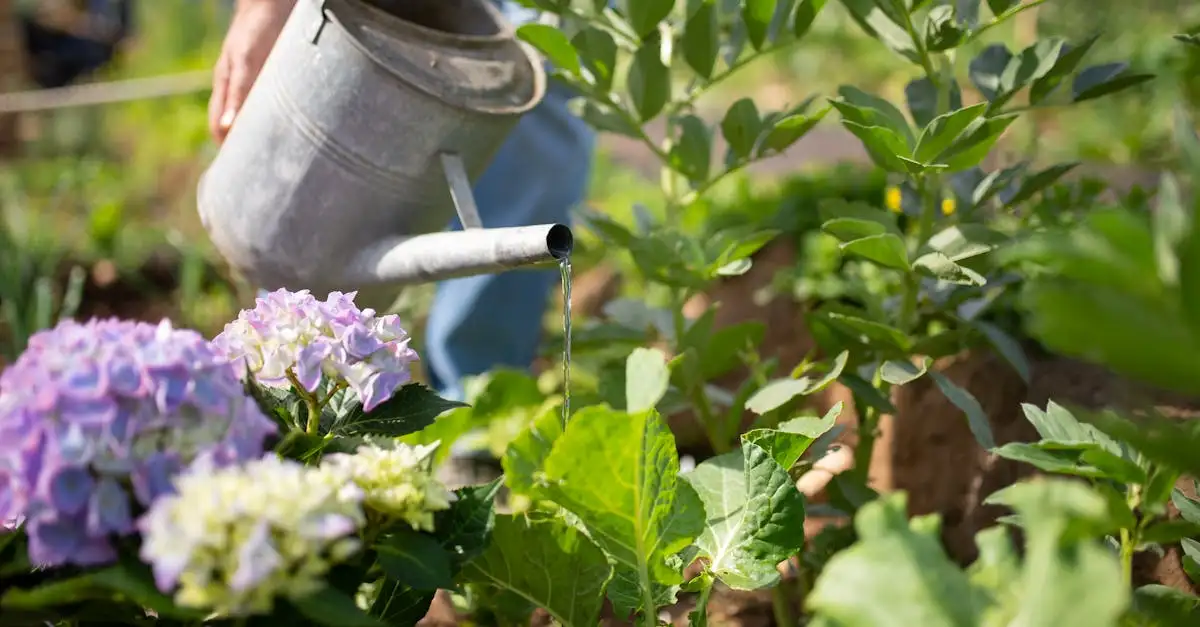 Groeit Hydrangea quercifolia goed in zure grond?