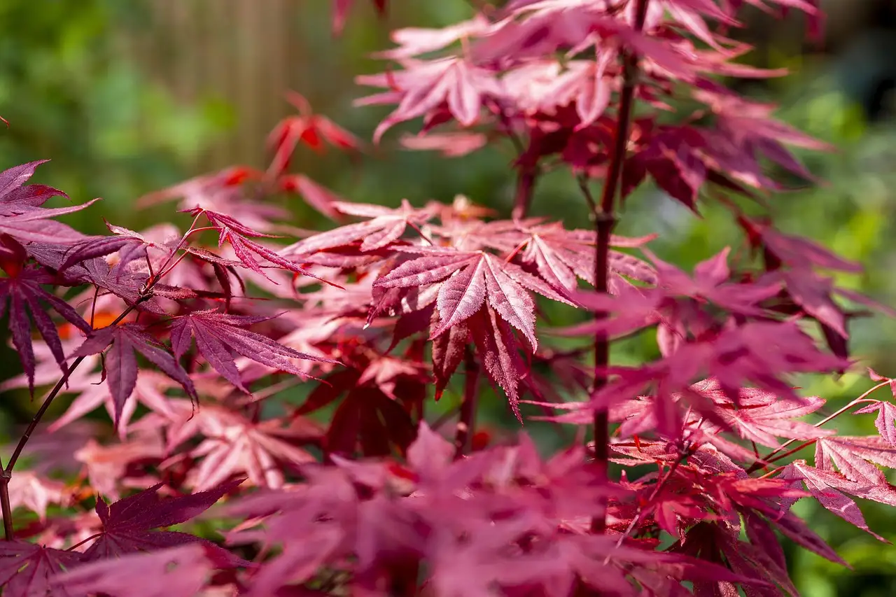 Heeft Acer pseudoplatanus roetschorsziekte? Ontdek nu!