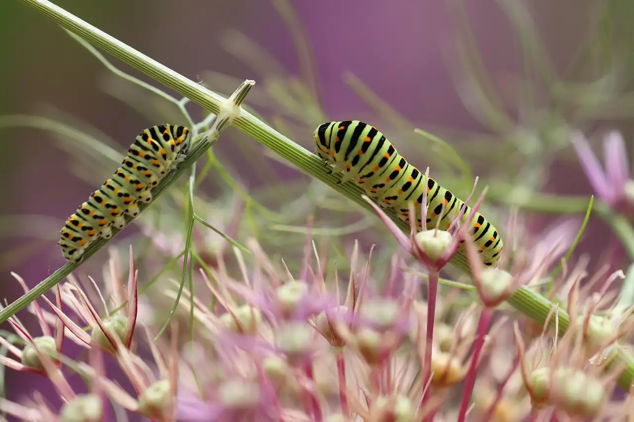 Heeft Calamagrostis last van ongedierte of rupsen?