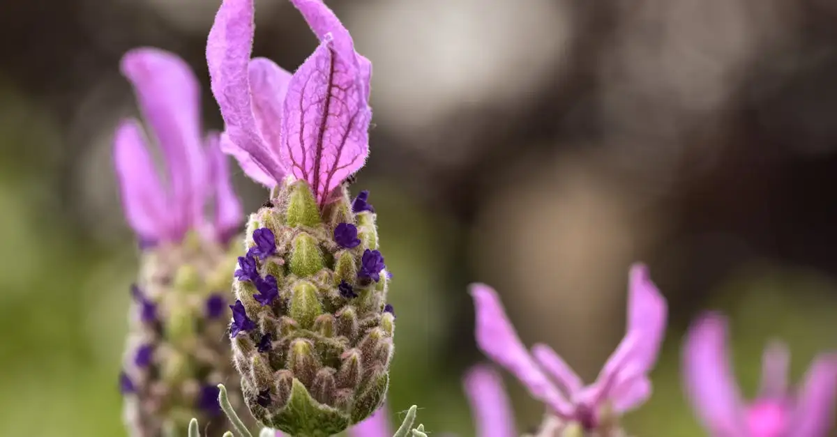 Heeft de dagkoekoeksbloem geurige bloemen? Ontdek het hier!