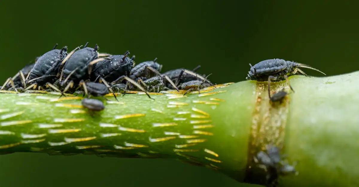 Heeft de hoornpapaver vaak last van bladluizen?