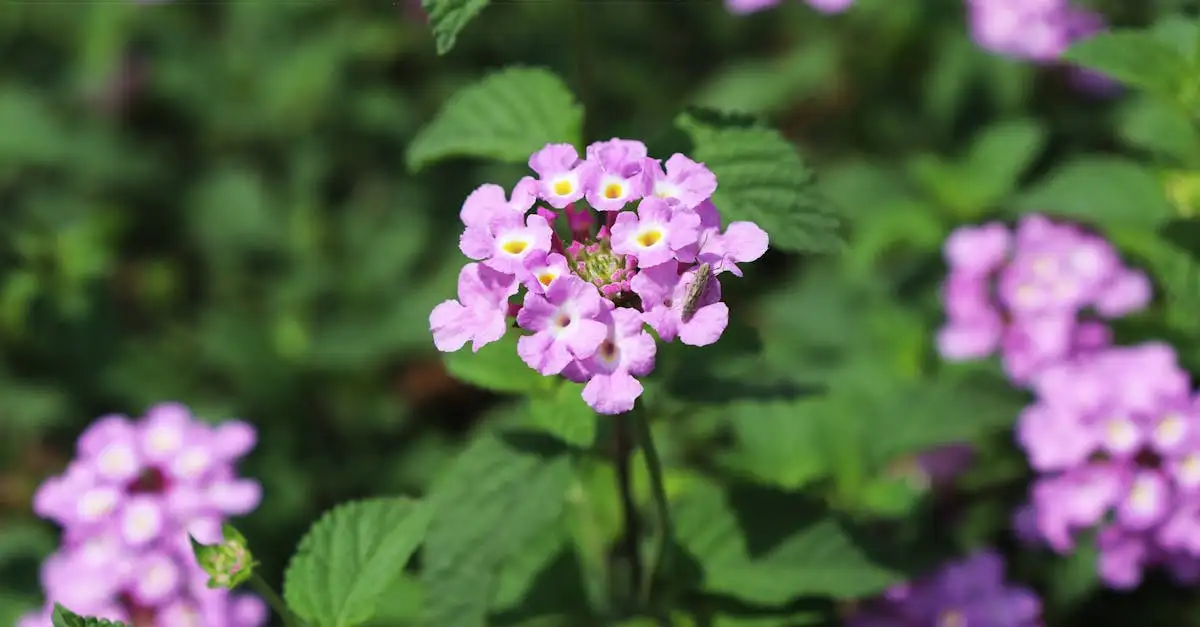 Heeft de lantana geurige bloemen of bladeren?