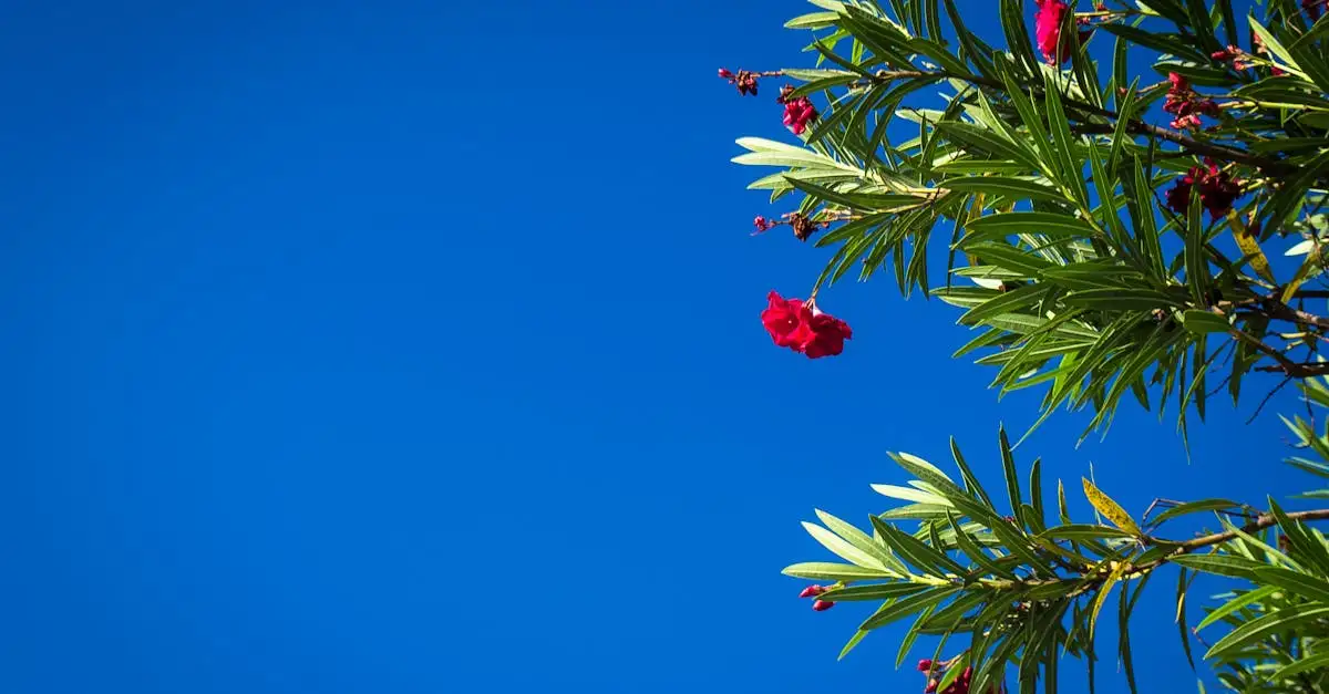 Heeft de oleander in potten veel bemesting nodig?