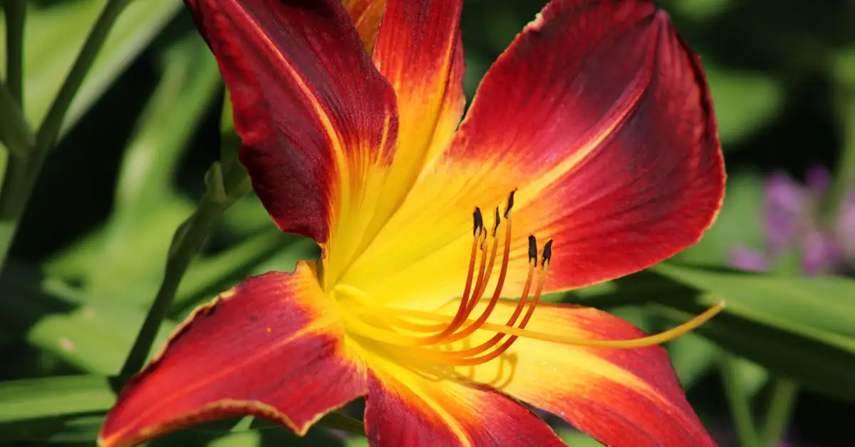 Heeft de schildersverdriet geurige bloemen of niet?